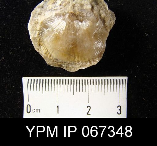 Orthida