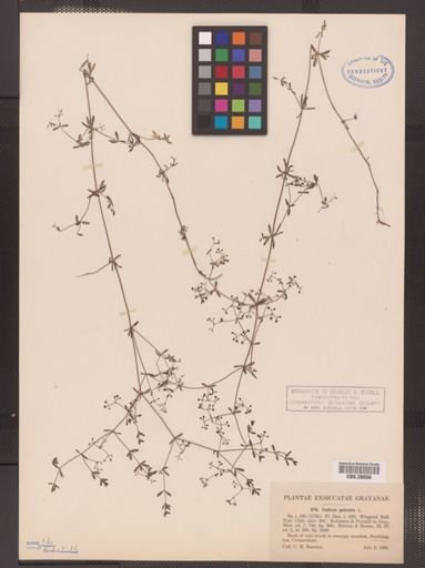 Galium palustre