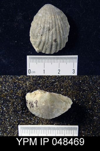 Rhipidium sp.