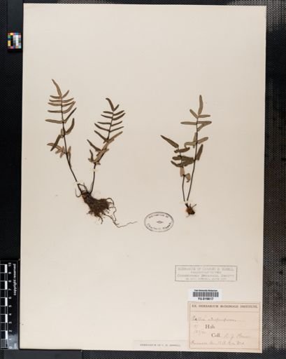 Pellaea atropurpurea
