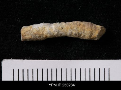 Maeandrostia tortacloaca