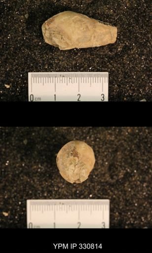 Meekospira peracuta choctawensis