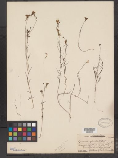 Linaria spartea
