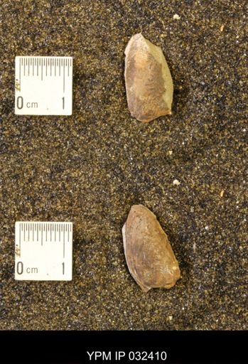 undet. Scaphitidae