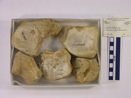 Arsinoitherium sp.