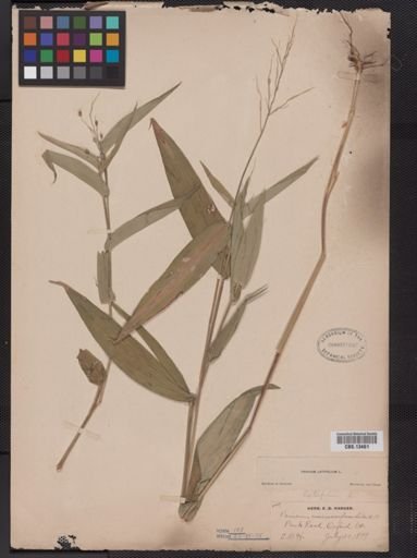 Panicum latifolium