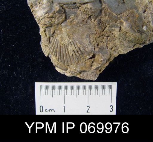 Dinorthis carletona