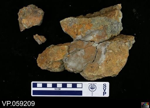Phytosaurus