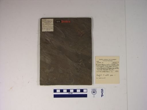 Batrachopus bellus