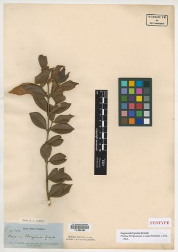 Eugenia bergiana