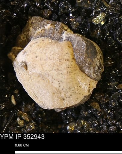 Limopsis striatopunctatus