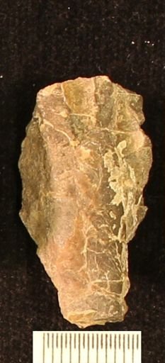 Baculites