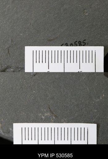 undet. Palaeoscolecidae