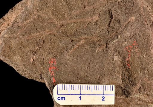 Hostinella sp.