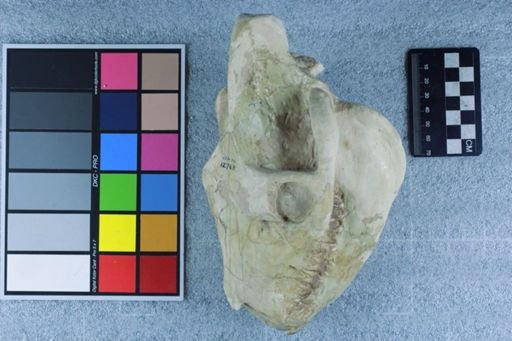 Eporeodon sp.
