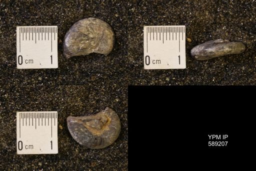 Discoscaphites rossi