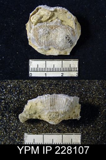 Dictyoclostus portlockianus