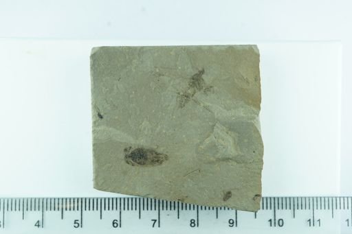 undet. Auchenorrhyncha