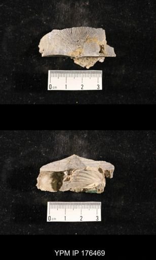 Streptorhynchus kempei