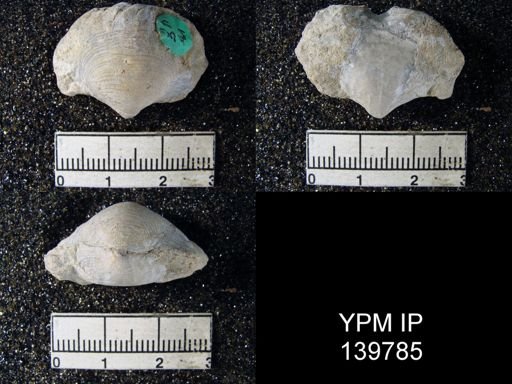 Athyris cf. subexpansa