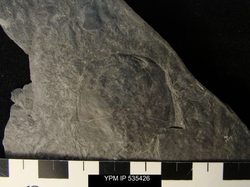 undet. Eurypterida