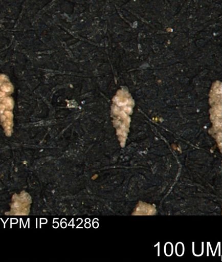 Verneuilina canadensis