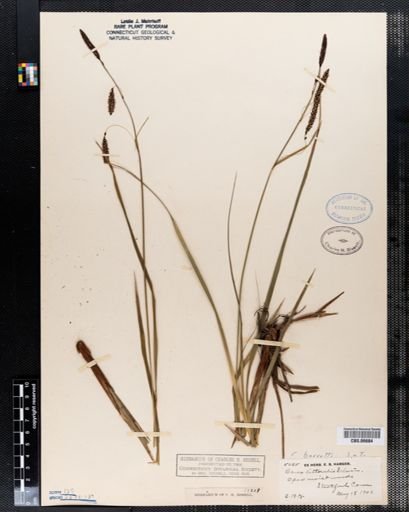 Carex barrattii