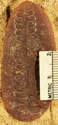 Pecopteris