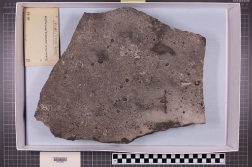 mixed taxa, stratigraphic collection