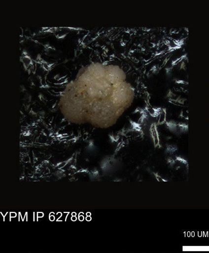 undet. Foraminiferida