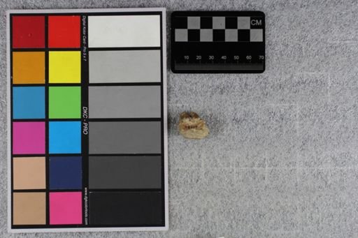 Merycoidodon culbertsoni