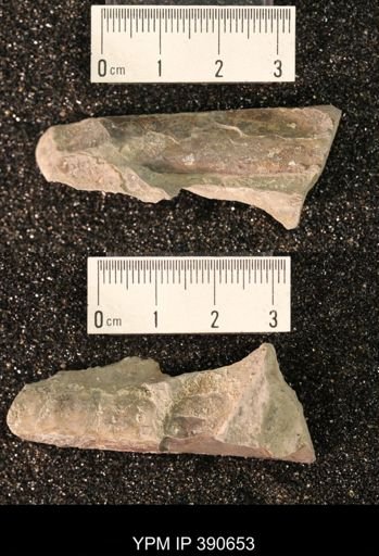 Baculites sp.