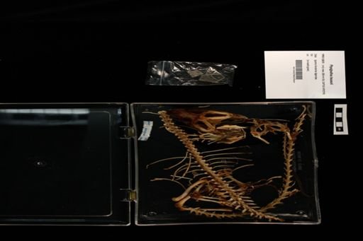 Physignathus lesueurii