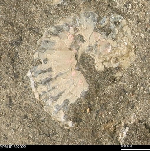 Scaphites sp.