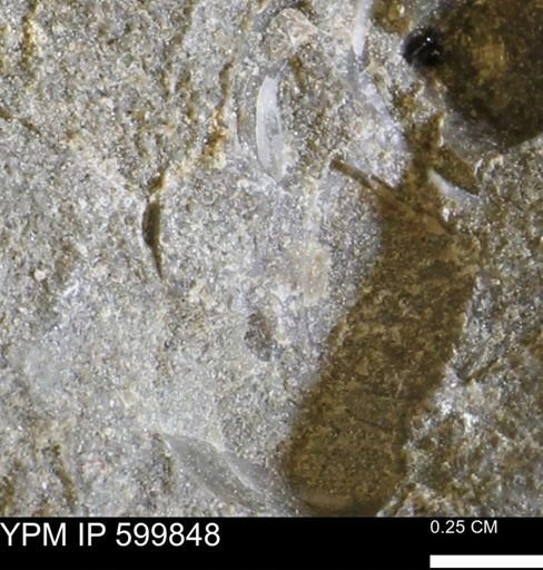 Protocardia subquadrata