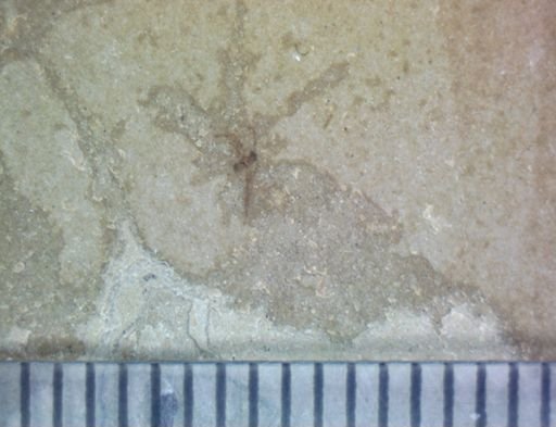 undet. Hexapoda