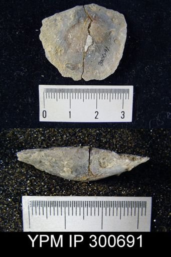 Stropheodonta profunda