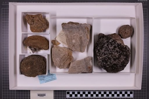 mixed taxa, stratigraphic collection