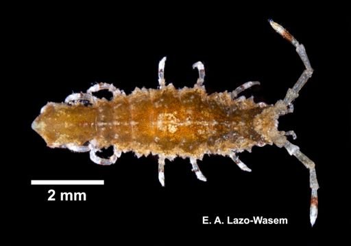 Erichsonella filiformis