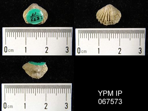 Rhynchospira formosa