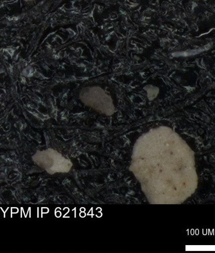 undet. Foraminiferida