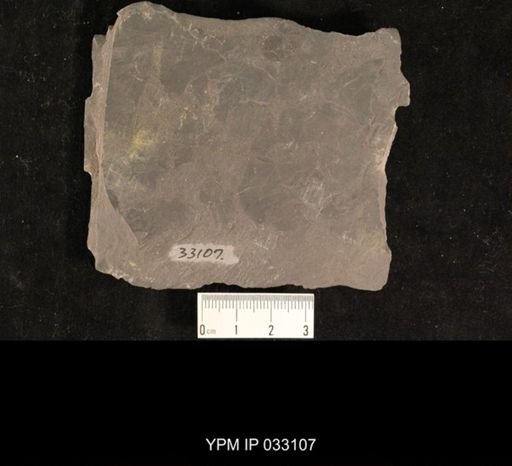 Mormolucoides articulatus
