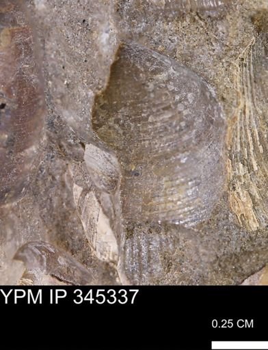 Limopsis striatopunctatus