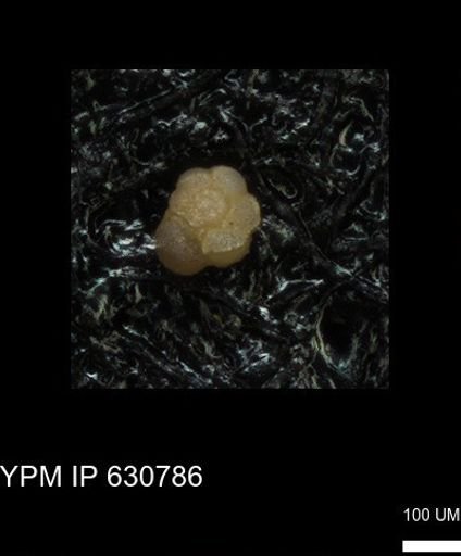 undet. Globigerinina