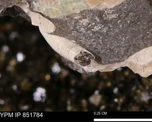 Scaphopoda?