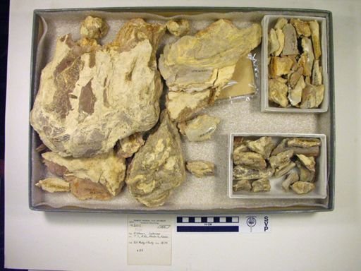 Xiphactinus?