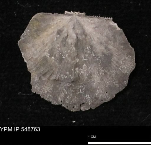 Stropheodonta perplana