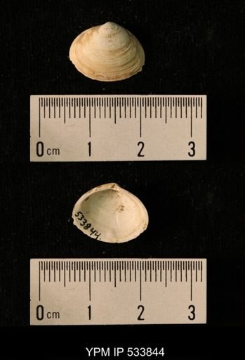 Macoma calcarea