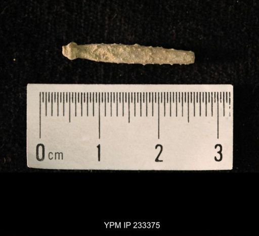 Archaeocidaris sp.