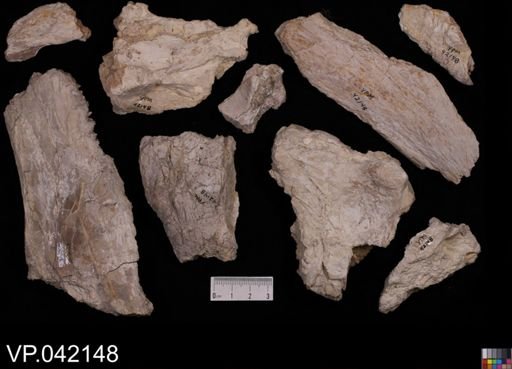 Ichthyodectes sp.